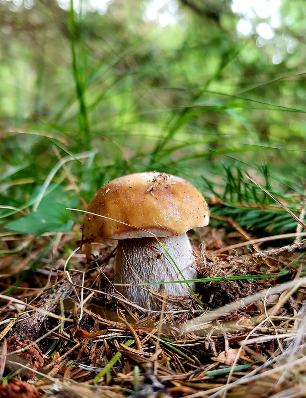 hríb smrekový Boletus edulis Bull.