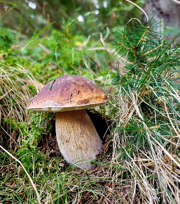 hríb smrekový Boletus edulis Bull.