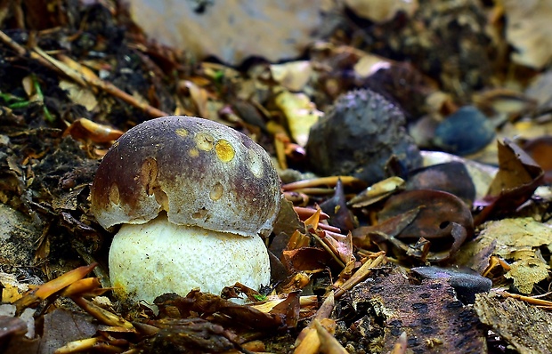 hríb sosnový Boletus pinophilus Pil. et Dermek in Pil.