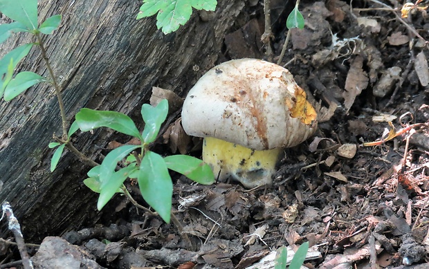 hríb horký Caloboletus radicans (Pers.) Vizzini