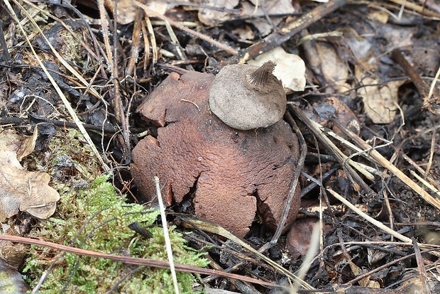 hviezdovka Berkeleyova Geastrum berkeleyi Massee