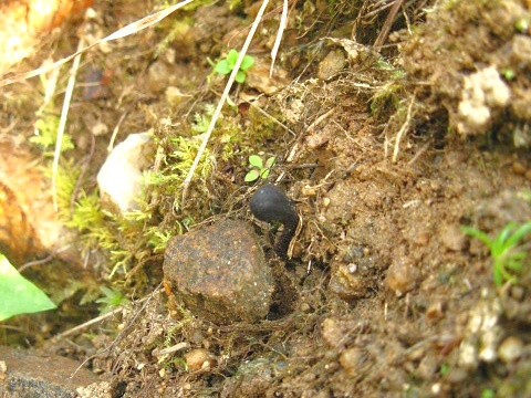 jazýček Geoglossum pygmaeum W.R. Gerard