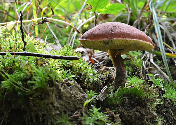 suchohríb karmínový Hortiboletus rubellus (Krombh.) Simonini, Vizzini & Gelardi