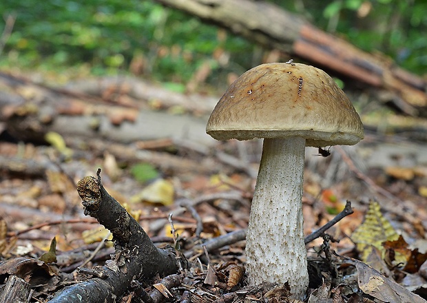 kozák hrabový Leccinum pseudoscabrum (Kallenb.) Šutara