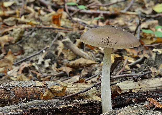 štítovka jelenia Pluteus cervinus (Schaeff.) P. Kumm.