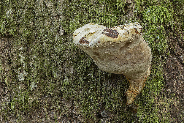 ryšavec slziaci Pseudoinonotus dryadeus (Pers.) T. Wagner & M. Fisch.