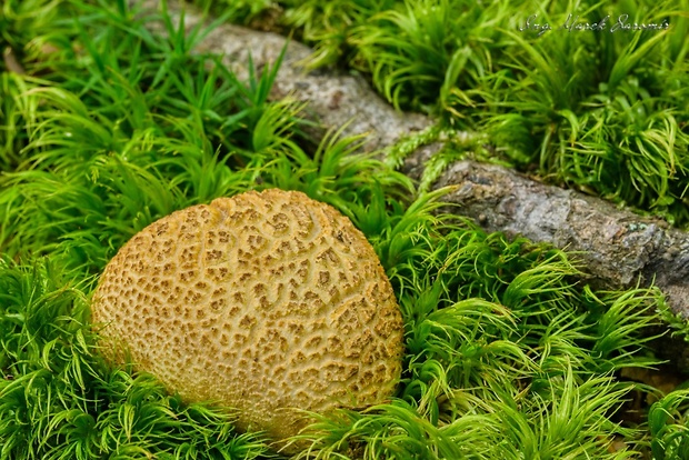 pestrec obyčajný Scleroderma citrinum Pers.