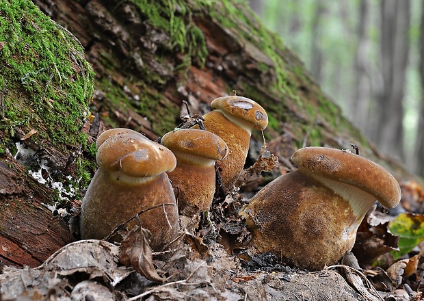 čechračka tmavohlúbiková Tapinella atrotomentosa (Batsch) Šutara