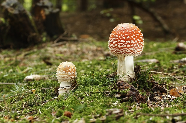 muchotrávka červená Amanita muscaria (L.) Lam.