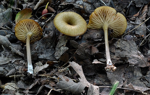 hodvábnica Entoloma pseudoturci Noordel.