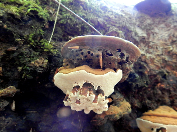 lesklokôrovka plochá Ganoderma applanatum (Pers.) Pat.