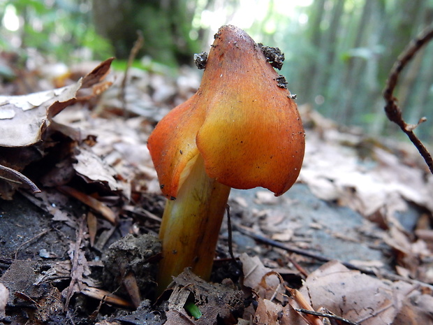 lúčnica kužeľovitá Hygrocybe conica (Schaeff.) P. Kumm.