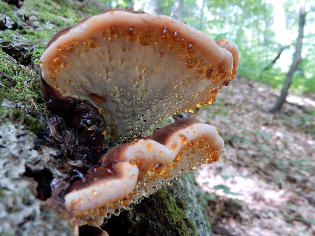 smolokôrovka buková Ischnoderma resinosum (Schrad.) P. Karst.