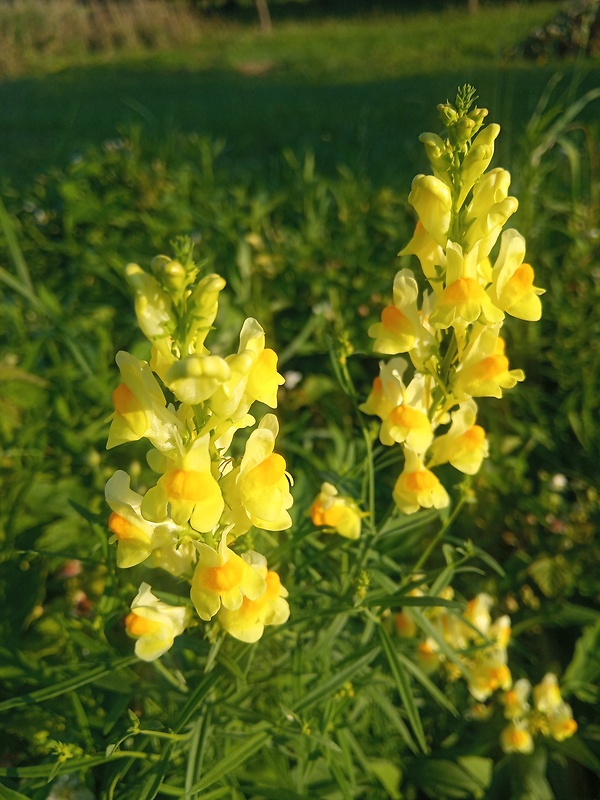 pyštek obyčajný Linaria vulgaris Mill.