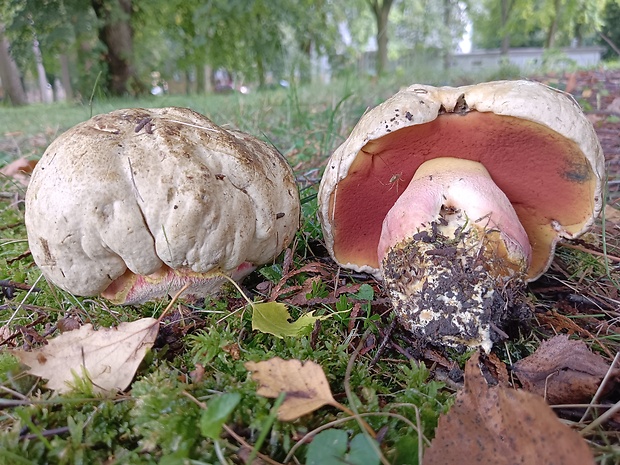 hríb satanský Rubroboletus satanas f. satanas (Lenz) Kuan Zhao & Zhu L. Yang