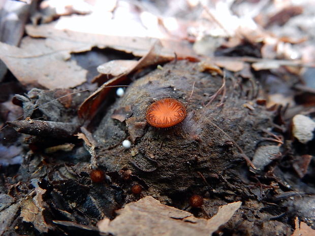 štítovnička Scutellinia sp.