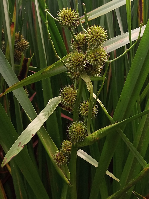 ježohlav vzpriamený Sparganium erectum L.