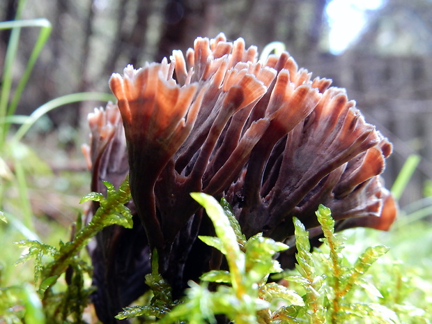 plesňovka smradľavá Thelephora palmata (Scop.) Fr.