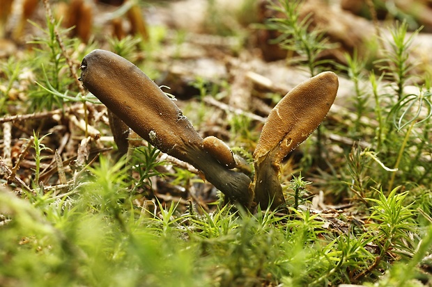 žezlovka srnková Tolypocladium ophioglossoides (J.F. Gmel.) Quandt, Kepler & Spatafora