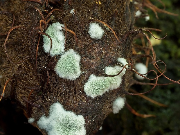 trichoderma Trichoderma sp.