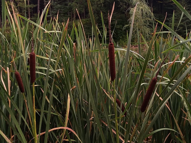 pálka širokolistá Typha latifolia L.