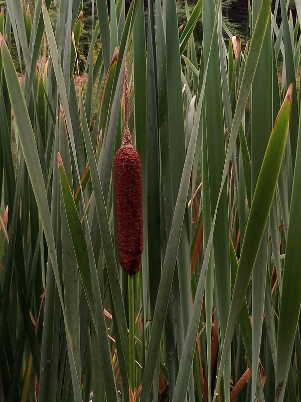 pálka širokolistá Typha latifolia L.