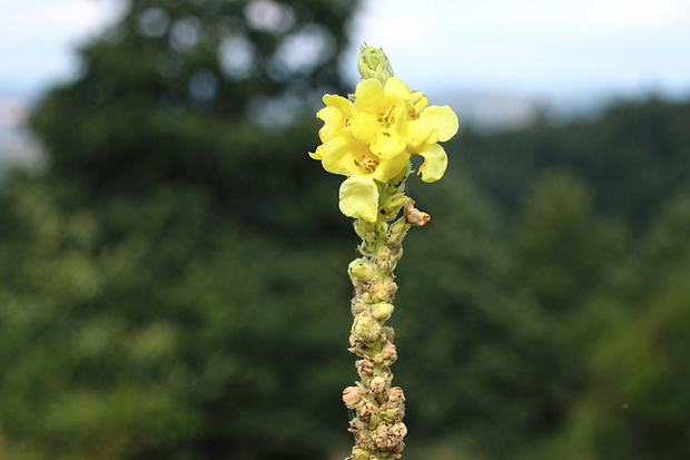 divozel veľkokvetý Verbascum densiflorum Bertol.