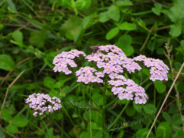 rebríček Achillea sp.