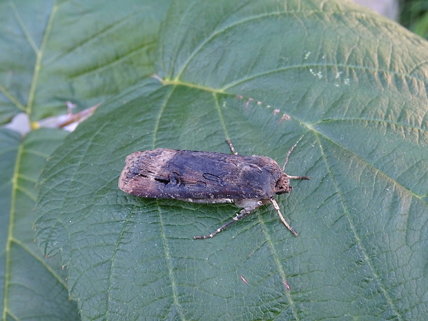 siatica ypsilonová Agrotis ipsilon