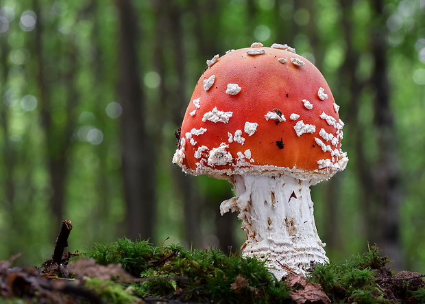 muchotrávka červená Amanita muscaria (L.) Lam.