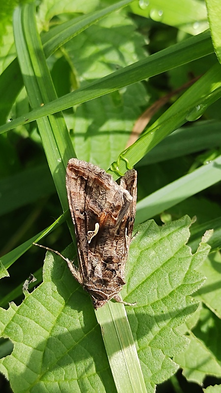 mora gama  Autographa gamma