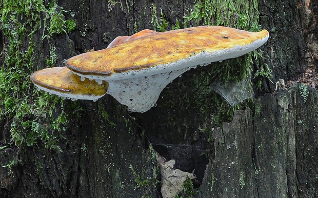 brezovník dubový Buglossoporus quercinus (Schrad.) Kotl. & Pouzar