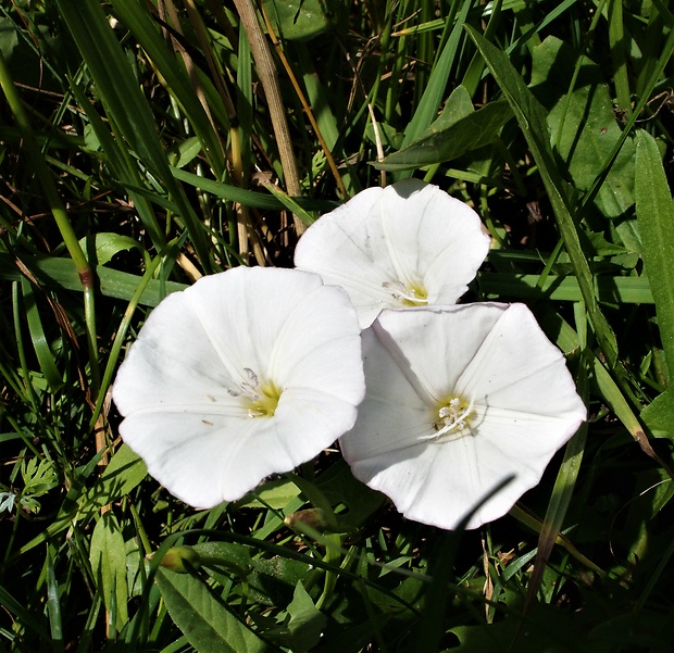 povoja plotná Calystegia sepium (L.) R. Br.