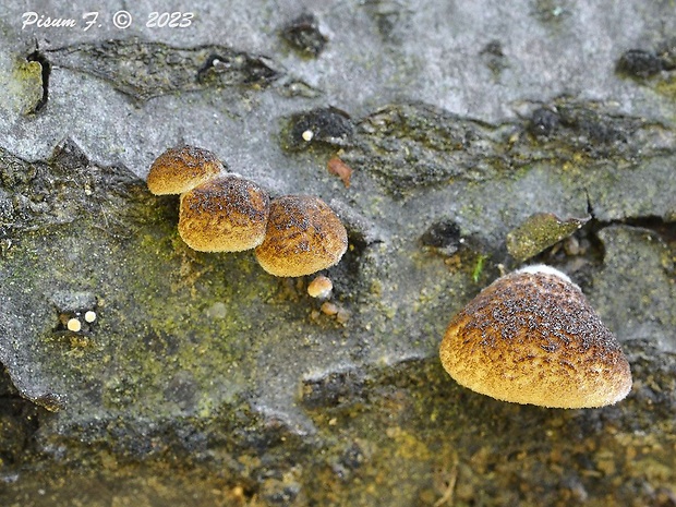 pahliva šupinkatá Crepidotus calolepis (Fr.) P. Karst.