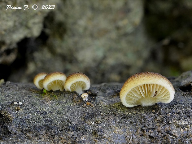 pahliva Crepidotus sp.