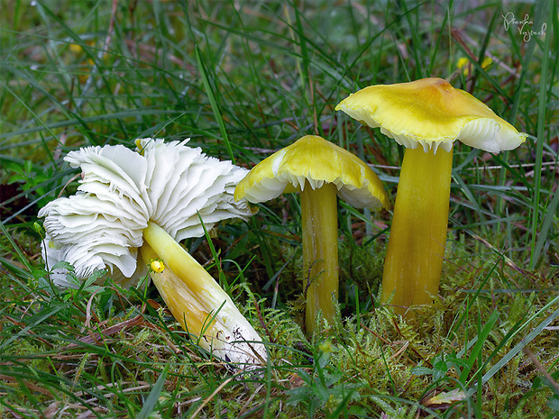 lúčnica sírovožltá Hygrocybe citrinovirens (J.E. Lange) Jul. Schäff.