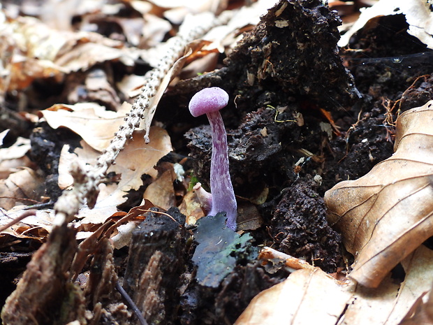 lakovka ametystová Laccaria amethystina (Huds.) Cooke