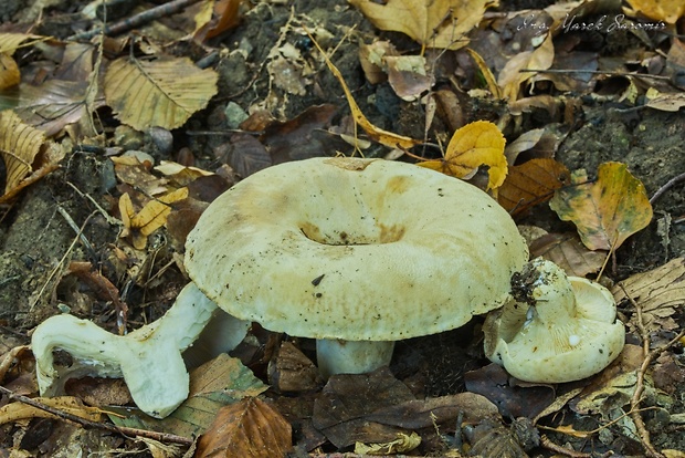 rýdzik korenistý Lactarius piperatus (L.) Pers.