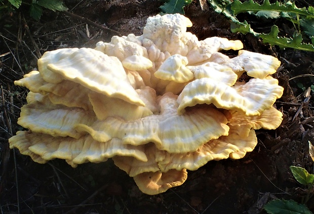 sírovec obyčajný Laetiporus sulphureus (Bull.) Murrill