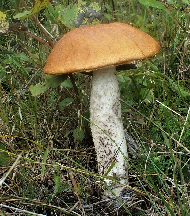 kozák osikový Leccinum albostipitatum den Bakker & Noordel.