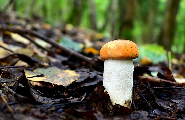 kozák osikový Leccinum albostipitatum den Bakker & Noordel.