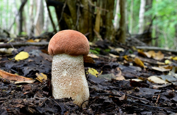 kozák dubový Leccinum aurantiacum (Bull.) Gray