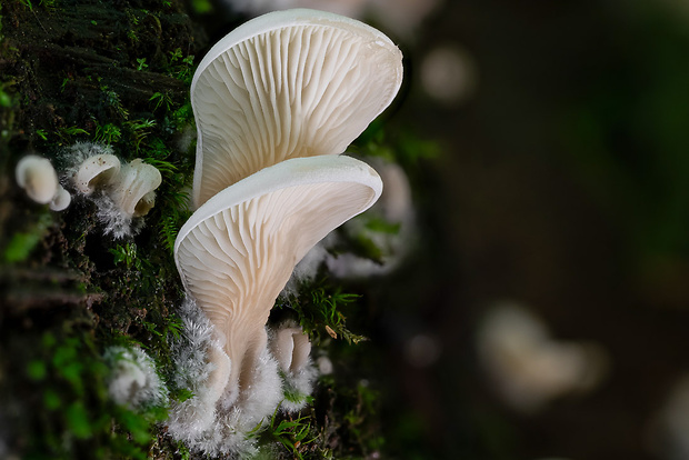 hlivuľa uškatá Pleurocybella porrigens (Pers.) Singer