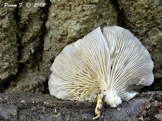 hliva buková Pleurotus pulmonarius (Fr.) Quél.