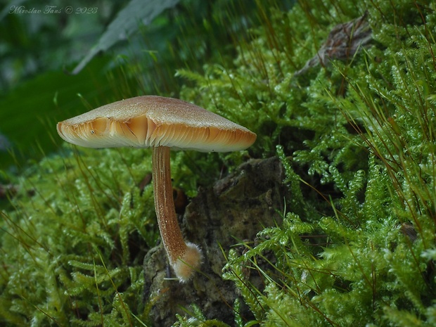 štítovka zamatová Pluteus plautus (Weinm.) Gillet