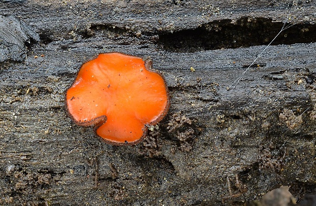 štítovnička Scutellinia sp.