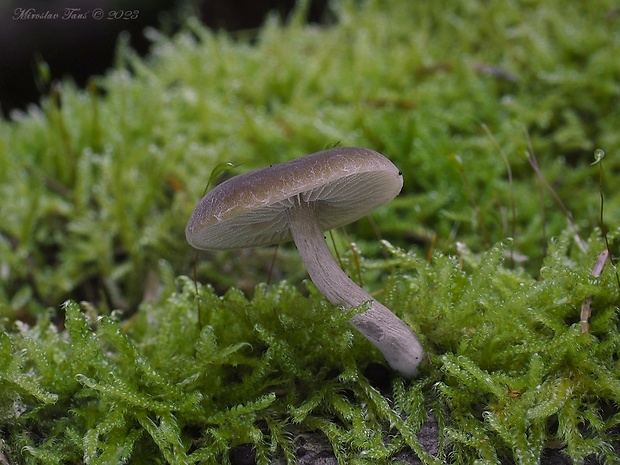 smeťovička sp.  Simocybe sp.