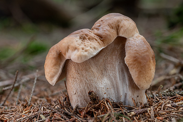 hríb smrekový Boletus edulis Bull.