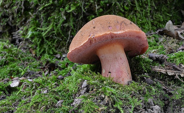 rubínovec obyčajný Chalciporus rubinus (W.G. Sm.) Singer