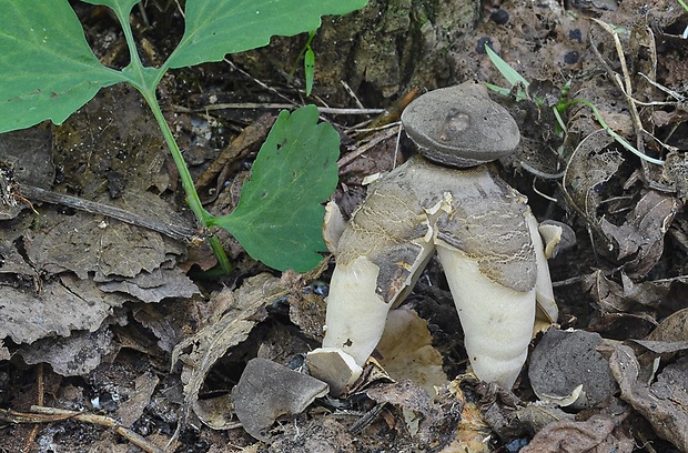 hviezdovka klenbová Geastrum fornicatum (Huds.) Hook.